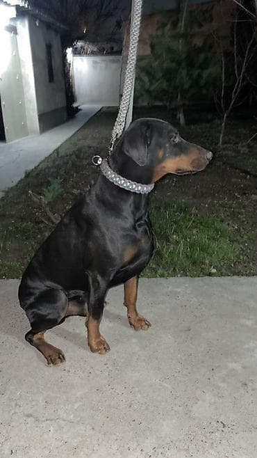 Продажа собак: Доберман, 3 года, Самец — 6