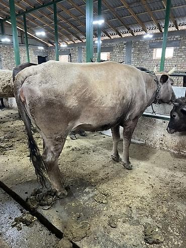 каровы и быки: Продаю | Тёлка | Полукровка | На откорм, На забой, Для разведения | Привязанные — 10