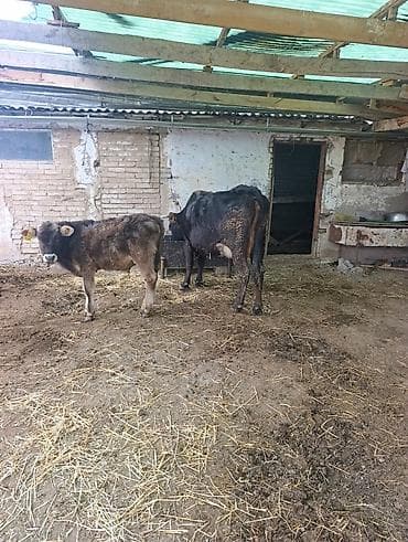 корова с телёнком: Продаю | Корова (самка) | Для молока | После отела — 2