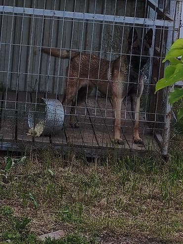 билгийский овчарка: Продаётся бельгийская овчарка малинуа (самка) 🐕‍🦺 Активная, умная и — 1