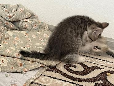 кошка породистая: Отдам даром кошку — 2