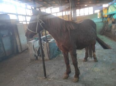 купить хаски чистокровную: Продаю | Кобыла (самка) | На забой — 7