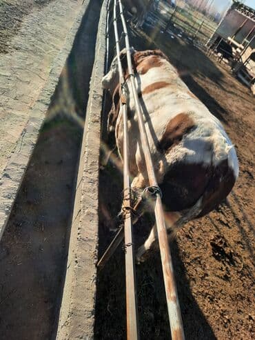 отдам в добрые руки собаку: Продаю | Бык (самец) | Симментальская | Для разведения | Племенные — 9