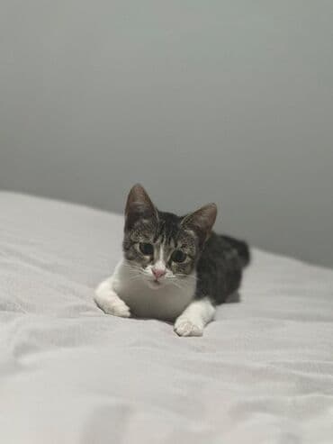 куда отдать кошку бишкек: Котята табби, один из которых серо-белый, а другие тигровый. У котят — 2