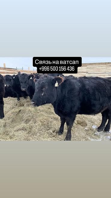Мышыктар: Сатам | Уй (ургаачы), Бука (эркек), Кунаажын | Ангус, Герефорд, Голштин | Бордоп семиртүү үчүн, Союуга, Көбөйтүү үчүн — 1