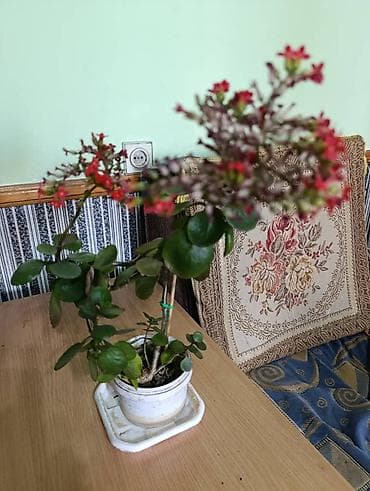 каланхое: Продаю комнатные цветы (Каланхое). Большой выбор: маленькие и средние — 1