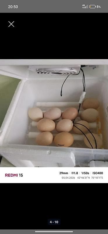 инкубационное: Инкубатор для яиц с автоматическим контролем - Электронная панель — 1