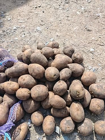 одежда для кормящих: Картошка Оптом — 4