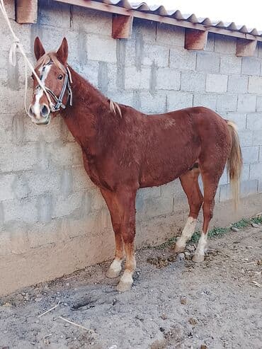 возьму собаку в добрые руки: Продаю | Конь (самец) — 1