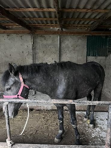 порода голштин: Продаю | Конь (самец) | Рабочий — 2