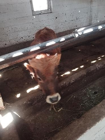 продажа собак в бишкеке: Продаю | Бык (самец) — 2