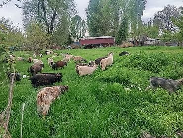 бараны продажа: Продаю | Коза (самка), Козёл (самец), Козлёнок | Полукровка | На забой, Для разведения | Племенные — 3