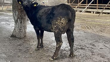 племенные коровы молочные купить: Продаю | Корова (самка) | Голштин | Для разведения, Для молока — 2