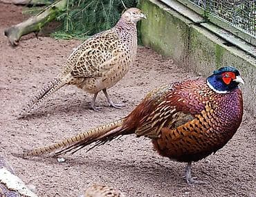 Фазан охотничий (пара) 3 самки 5 самцом - Вид: Phasianus colchicus