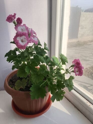 купить саженцы малины в бишкеке: Продаю комнатные цветы Цена разная от величины цветка — 1
