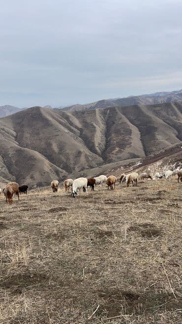 токмоки работа: Требуется Скотник, Оплата: Ежемесячно, Форма — 1