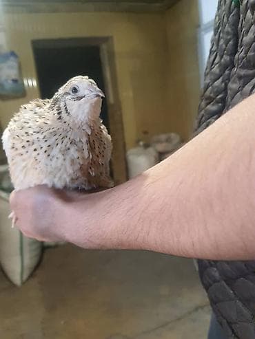 купить кур несушек на птицефабрике: Перепелки, Бөдөнө. Суточные, недельные, трехнедельные месячного — 10