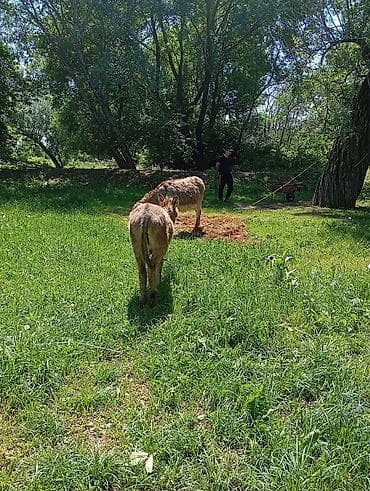 Ослы – пара рабочих животных - Вид: эшек Эне баласы мн сатылат озунчо