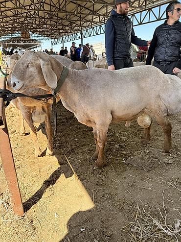 ош жапалак: Сатам | Кочкор (эркек) | Арашан | Көбөйтүү үчүн | Жасалма жол менен боозутуу — 5