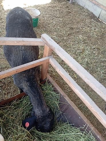 С/х животные и товары: Продаю | Овца (самка) | Эдильбаевская | Для разведения | Племенные — 2