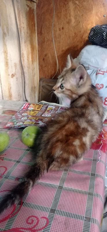Продажа кошек: Котята от шотландской вислоухой кошки,2 месяца,кушают сами,к лотку — 6
