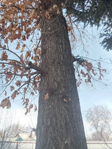 уголь каракече бешсары шабыркуль каражыра доставка бишкек купить фото: 2 дуба спиленные цена договорная — 3