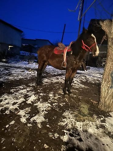 Собаки: Продаю | Кобыла (самка) | Рабочий — 6