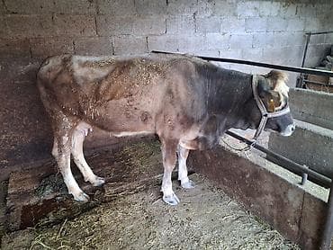 Продаю | Корова (самка) | Полукровка | Для молока | Привязанные