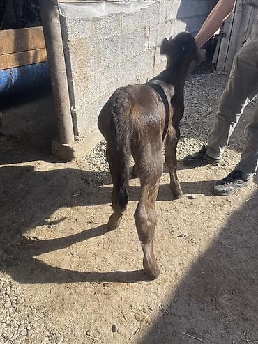 порода швиц: Продаю | Тёлка | На откорм | Искусственник — 5