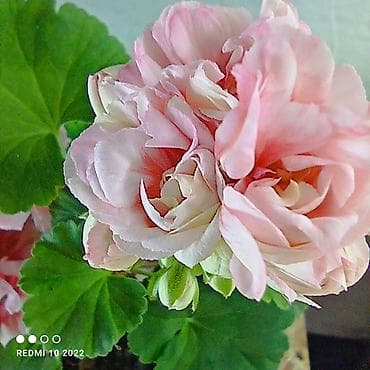 цветы канны: Пеларгония зональная махровая «Анна Каренина» (королевская розебудная — 7