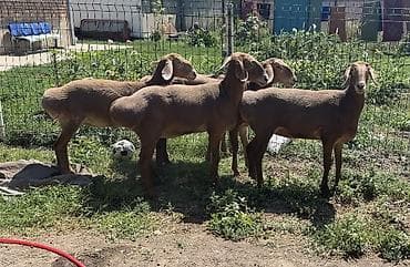 собака хаска: Продаю | Ягненок | Арашан | На забой — 3