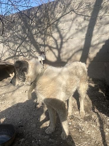 самый лучший сильный умный собака: Собака даром: 4 года, Самец — 1