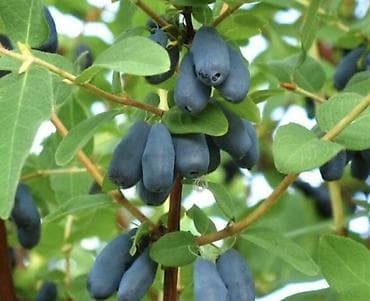 корзина с фруктами бишкек: Жимолость съедобная (саженцы в контейнерах) - Культура: жимолость — 1