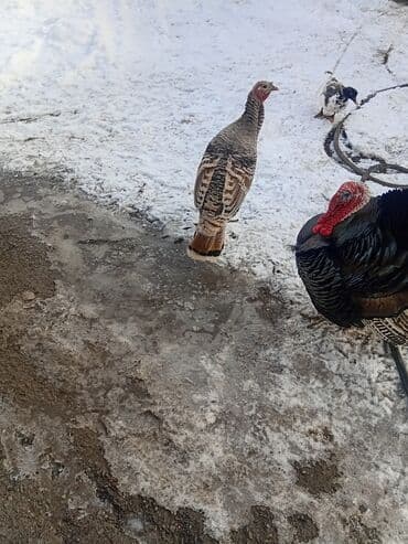 Күрптөр: Сатам | Эркек күрп | Көбөйтүү үчүн | Асыл тукумдуу — 2