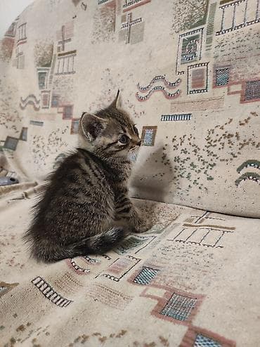 рысь: Котята Описание: - Милые домашние котята из одного помёта — 4