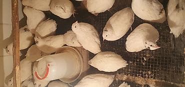 продам клубнику: Перепела техасский белый (мясо-яичный кросс) сегодня начали нестись 40 — 4