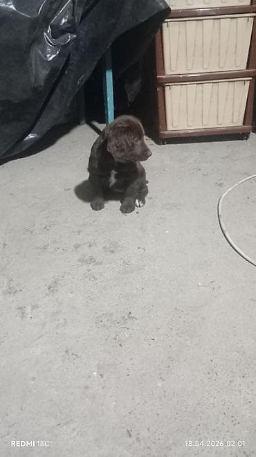 королевский дог цена: Продаю охотников.щенкам больше двух месяцев .привиты .цена 4000сом — 9