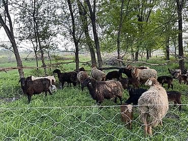 алабай бишкек: Сатам | Ургаачы кой (ургаачы) | Көбөйтүү үчүн | Ургаачы — 1