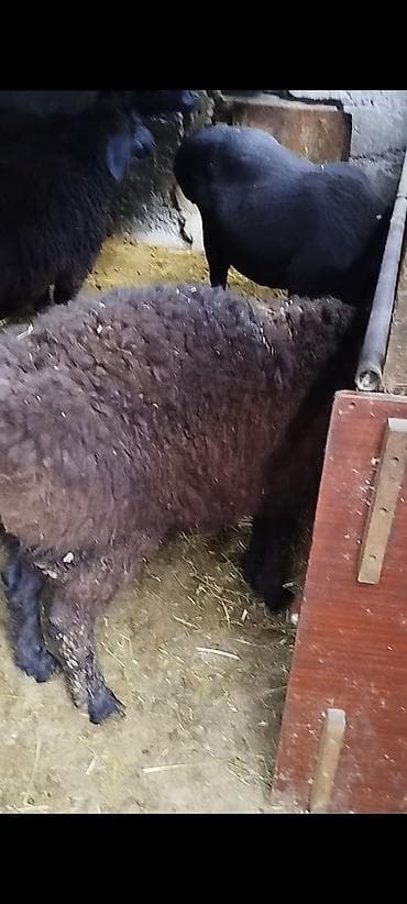 брама кохинхин цыплята: Продаю | Овца (самка) | Для разведения | Ярка — 2