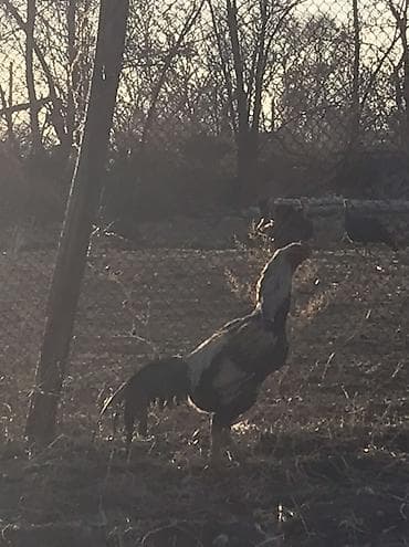 продаю бройлер: Продаю | Петух | Дакан — 3