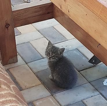 собаки кошки: Пушистые котята.Компактные, игривые, любопытные, хорошо едят влажный и — 1