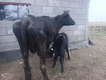 музо: Продаю | Корова (самка) | Для молока | После отела — 3
