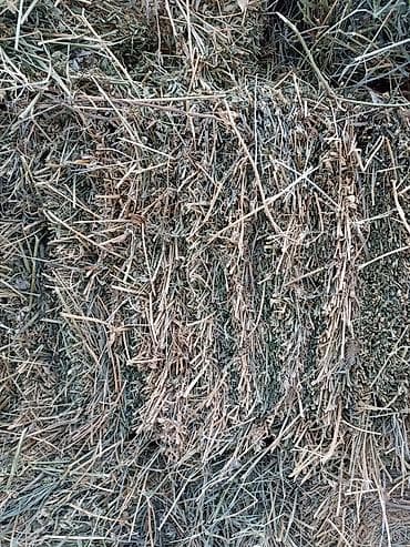 пшеница буудай: 2укос Клевер сено доставка есть зелёный 107шт тюки плотные — 4