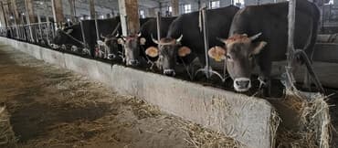 продам бычка: Продаю | Корова (самка) | Швицкая | Для разведения, Для молока | Стельные — 1