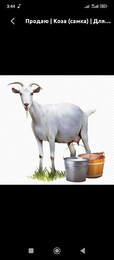 Продаю | Коза (самка) | Для молока