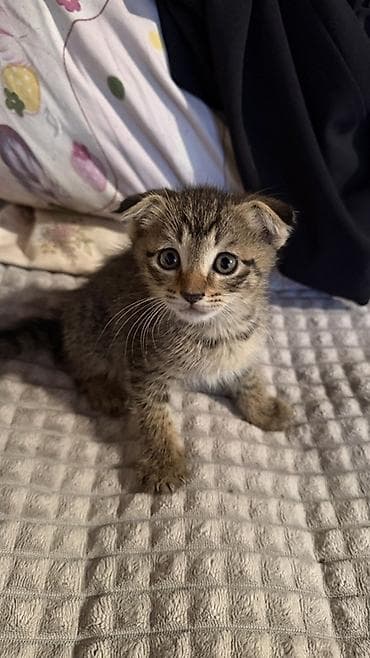 вислоухие котята фото: Шотландские вислоухие котята (скоттиш-фолд), окраса тигровый (табби) — 2