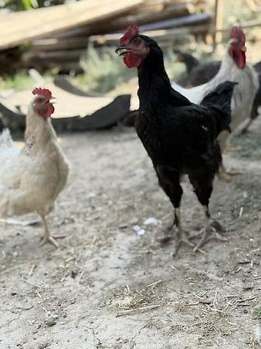 коозу кой: Продаю | Куры | Домашняя | Для разведения — 5
