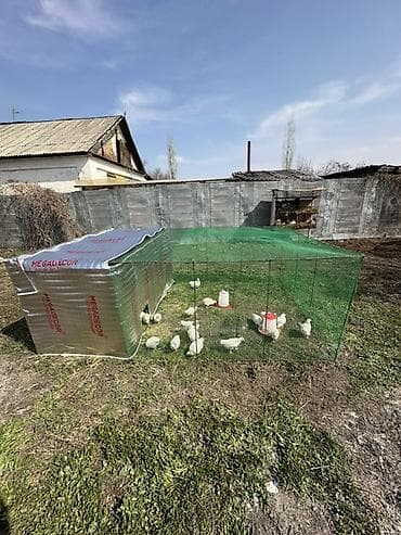 кой соебуз: Переносной вольер для домашней птицы - Назначение: выгуливание и — 2