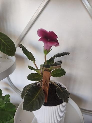ph down: Глоксиния (Sinningia speciosa) в горшке - Компактные комнатные — 2