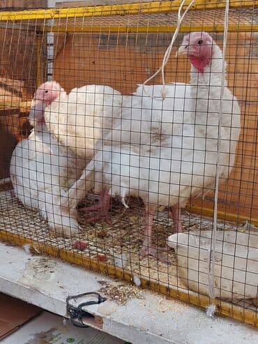 купить клетку для крысы: Продаю | Индюшка (самка) | Для разведения | Племенные — 2